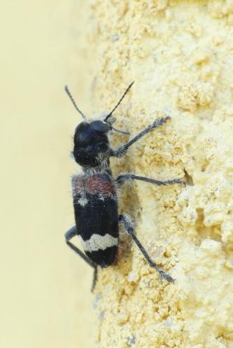 Réf. 232 022 : Clerus mutillarius